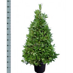ALLORO LAURUS NOBILIS - pianta generica