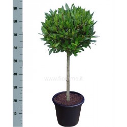 ALLORO LAURUS NOBILIS - pianta generica