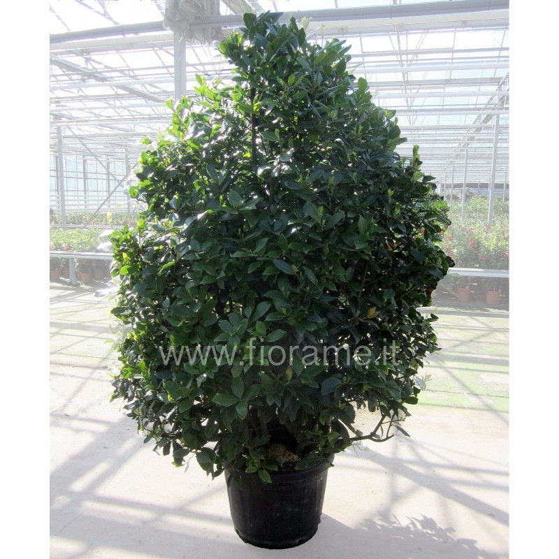 ALLORO LAURUS NOBILIS - pianta generica