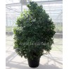 ALLORO LAURUS NOBILIS - pianta generica