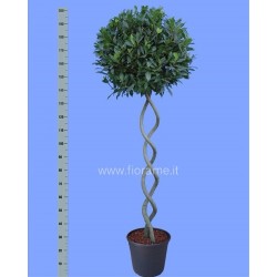 ALLORO LAURUS NOBILIS - pianta generica
