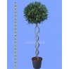 ALLORO LAURUS NOBILIS - pianta generica