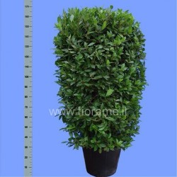 ALLORO LAURUS NOBILIS - pianta generica