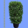 ALLORO LAURUS NOBILIS - pianta generica