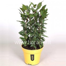 ALLORO LAURUS NOBILIS - pianta generica