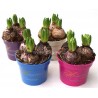 HYACINTH HYACINTHUS ORIENTALIS - plant generic