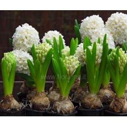 HYACINTH HYACINTHUS ORIENTALIS - plant generic