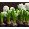 HYACINTH HYACINTHUS ORIENTALIS - plant generic