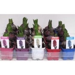HYACINTH HYACINTHUS ORIENTALIS - plant generic