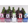 HYACINTH HYACINTHUS ORIENTALIS - plant generic