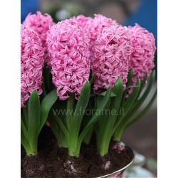 HYACINTH HYACINTHUS ORIENTALIS - plant generic