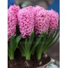 HYACINTH HYACINTHUS ORIENTALIS - plant generic