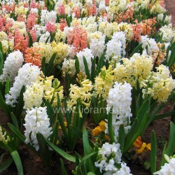 HYACINTH HYACINTHUS ORIENTALIS - plant generic
