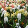 HYACINTH HYACINTHUS ORIENTALIS - plant generic