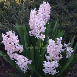 HYACINTH HYACINTHUS ORIENTALIS - plant generic