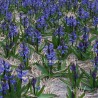 HYACINTH HYACINTHUS ORIENTALIS - plant generic