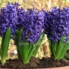 HYACINTH HYACINTHUS ORIENTALIS - plant generic