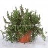 ROSEMARY ROSMARINUS OFFICIN.-plant generic