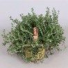 ROSEMARY ROSMARINUS OFFICIN. - info
