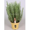 ROSEMARY ROSMARINUS OFFICIN. - info
