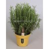 ROSEMARY ROSMARINUS OFFICIN. - info