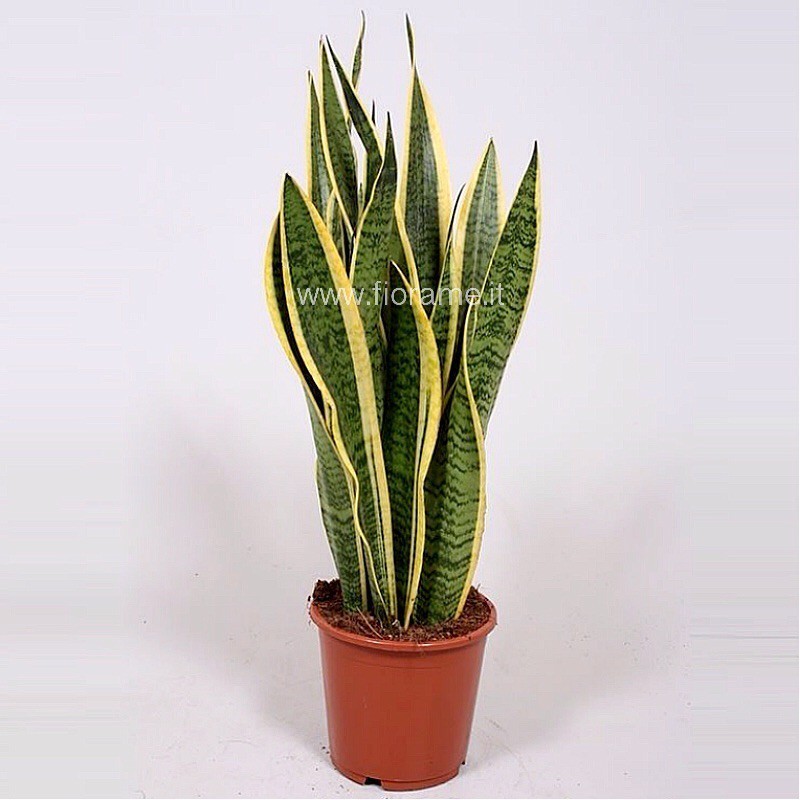 SANSEVIERIA TRIFASC.LAU.-plant generic