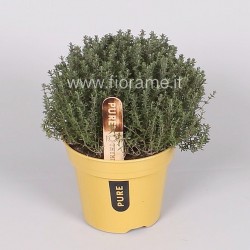 TIMO THYMUS VULGARIS - pianta generica