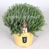 THYME THYMUS VULGARIS - plant generic
