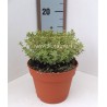 TIMO THYMUS CITRIODORUS A.V.-pianta generica