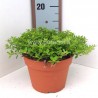 THYME THYMUS CITRIODORUS AUR.-plant generic