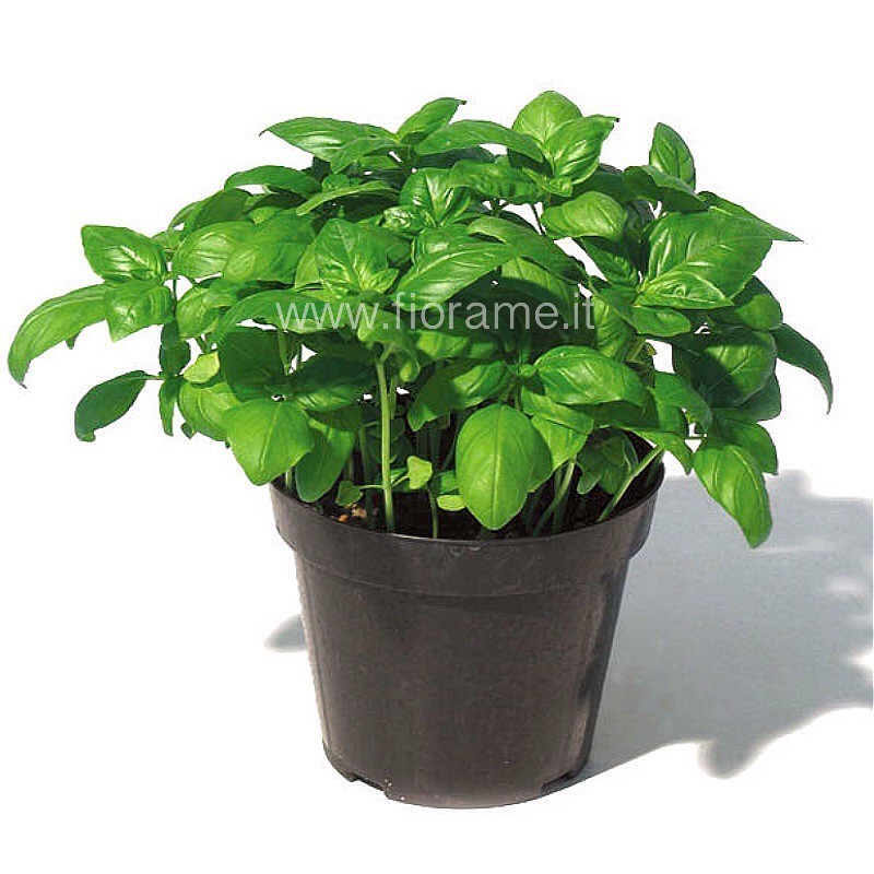 BASILICO OCIMUM BASILICUM - pianta generica