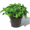 BASILICO OCIMUM BASILICUM - pianta generica