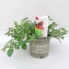 OREGANO ORIGANUM VULGARE - info