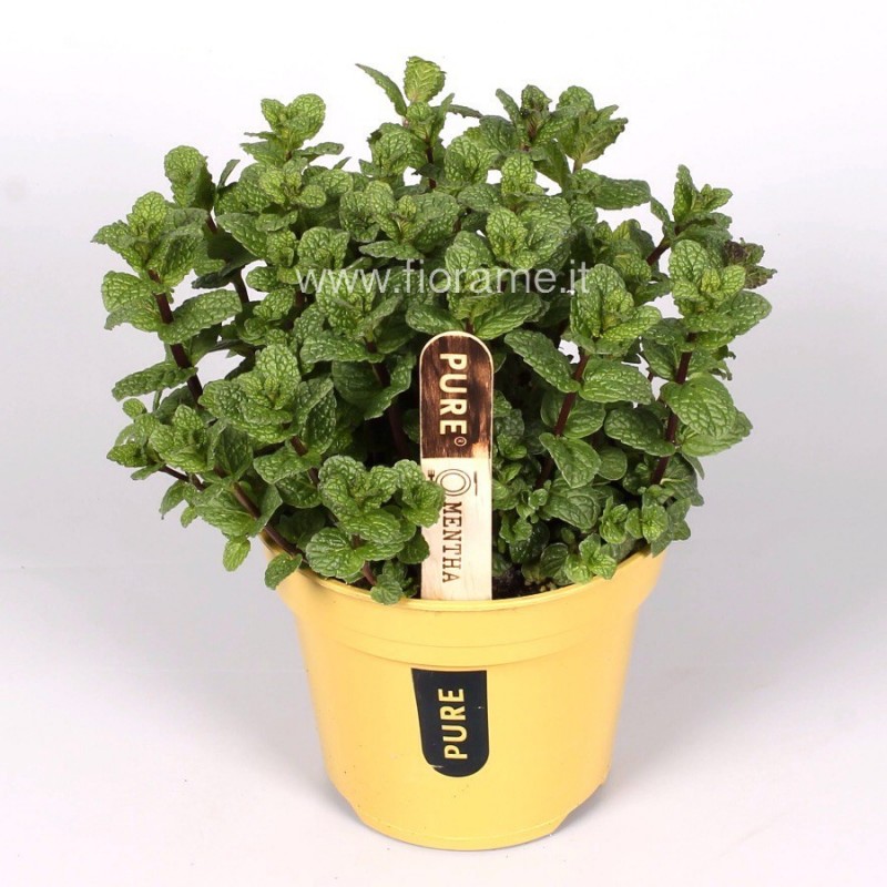 MENTHA PIPERITA - plant generic