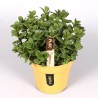 MENTHA PIPERITA - pianta generica