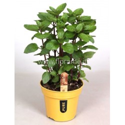 MENTA MENTHA PIPERITA - info
