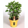 PEPPERMINT MENTHA PIPERITA - info