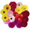 GERBERA - flower