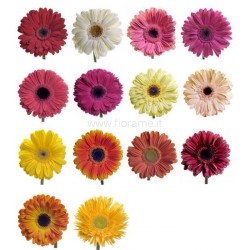 GERBERAS - info