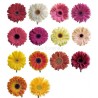 GERBERAS - info
