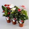 ANTHURIUM (Andreanum) (plant-generic)