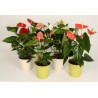 ANTHURIUM ANDREANUM - info