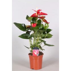 ANTHURIUM ANDREANUM - info