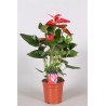 ANTHURIUM ANDREANUM - info