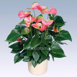 ANTHURIUM ANDREANUM - info
