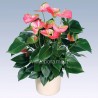 ANTHURIUM ANDREANUM - info