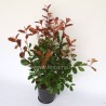 PHOTINIA X FRASERI - pianta generica