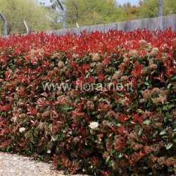 PHOTINIA X FRASERI - pianta generica