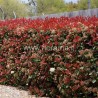 PHOTINIA X FRASERI - pianta generica