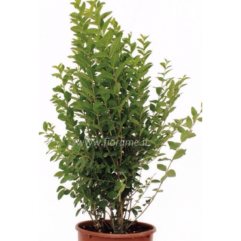 LIGUSTRUM VULGARE-plant generic